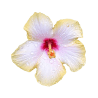 a yellow and pink hibiscus flower on a black background