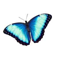 a blue butterfly on a black background